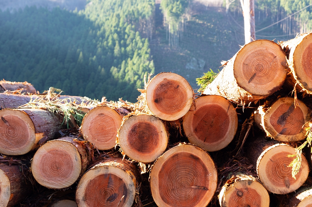 高知県　林業　森林　緑の雇用